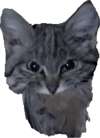 cat emote for Discord