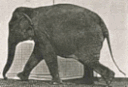 ElephantWalking emote for Discord