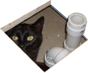 basementcat emote for Discord