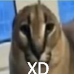 FloppaXD emote for Discord