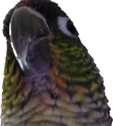 conure emote for Discord