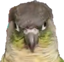 conure emote for Discord