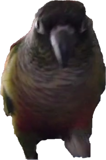 conure emote for Discord