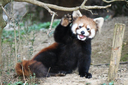redpanda_wave emote for Discord