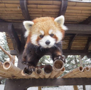 redpanda_upset emote for Discord