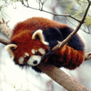 redpanda_cuddle emote for Discord
