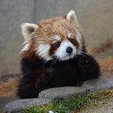 redpanda_stare emote for Discord