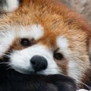redpanda_tired emote for Discord