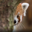 redpanda_peek emote for Discord
