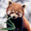 redpanda_nom emote for Discord