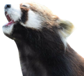 redpanda_pog emote for Discord