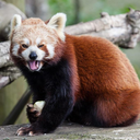 redpanda_ree emote for Discord