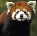 redpanda_sad emote for Discord