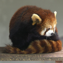 redpanda_shy emote for Discord
