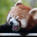 redpanda_scream emote for Discord