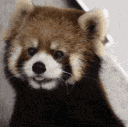 redpanda_what emote for Discord