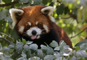 redpanda_tongue emote for Discord