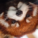redpanda_huh emote for Discord