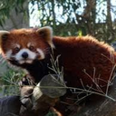 redpanda_angry_stare emote for Discord