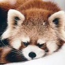 redpanda_angry emote for Discord
