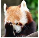 redpanda_facepalm emote for Discord