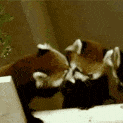 redpanda_kiss emote for Discord