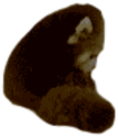redpanda_disappointed emote for Discord