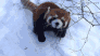 redpanda_play emote for Discord