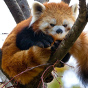 redpanda_mad emote for Discord