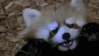 redpanda_hungry emote for Discord