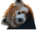 redpanda_tilt emote for Discord
