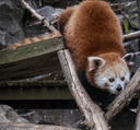 redpanda_crouch emote for Discord