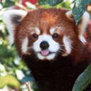 redpanda_smile emote for Discord