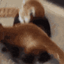 redpanda_fight emote for Discord