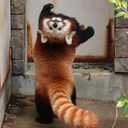 redpanda_backwards emote for Discord