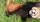 redpanda_happy emote for Discord