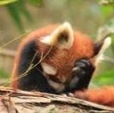 redpanda_facepalm2 emote for Discord