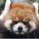 redpanda_angry emote for Discord