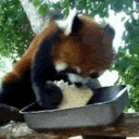 panda_bread emote for Discord