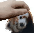 redpanda_pet emote for Discord