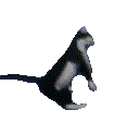 cat_dance emote for Discord