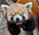 redpanda_yay emote for Discord