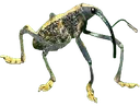 weevil emote for Discord
