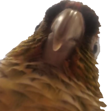 conure emote for Discord