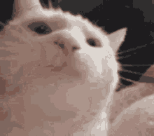 cat_bopping emote for Discord