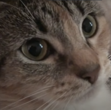 catsuprise emote for Discord