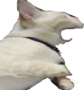 REEE_cat emote for Discord