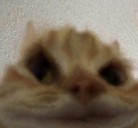 hmmkat emote for Discord