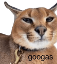 googas emote for Discord