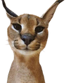 zabloing emote for Discord
